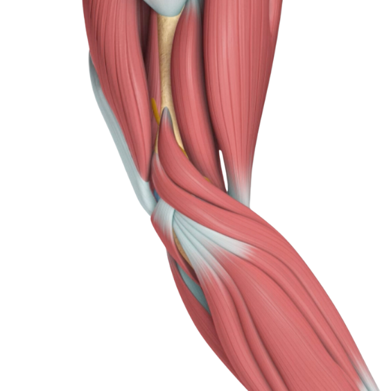 3d imagery of muscles of the arm