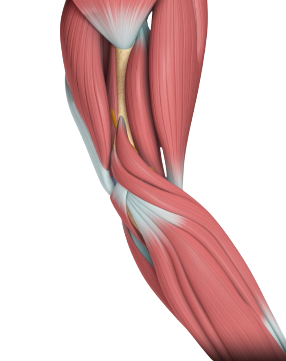 3d imagery of muscles of the arm