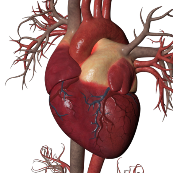3d image of a heart