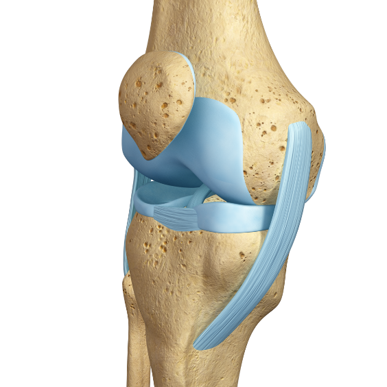 3d imagery of a knee joint