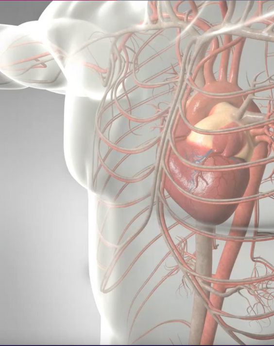 3d imagery showing the heart anatomy